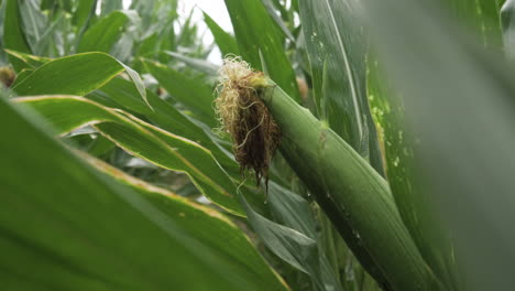 Mittlere-Aufnahme-Von-Großem,-Nassem-Mais-Auf-Einem-Feld