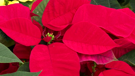 close-up of a red poinsettia