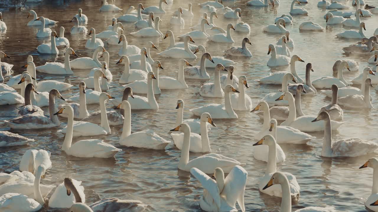 Flock of Swans on a Cold Winter Day