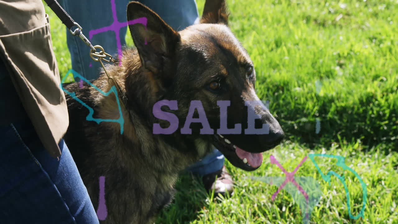 Standing on grass, German Shepherd with animation of SAFE text and colorful shapes
