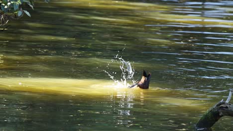 duck diving and swimming in a pond