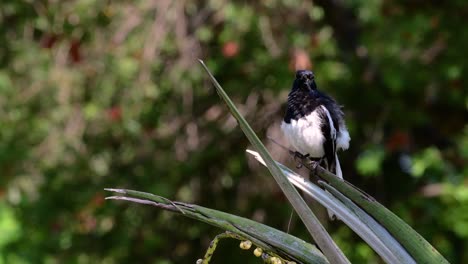 the oriental magpie-robin is a very common passerine bird in thailand in which it can be seen anywhere