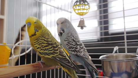 parrots in a cage with a cat