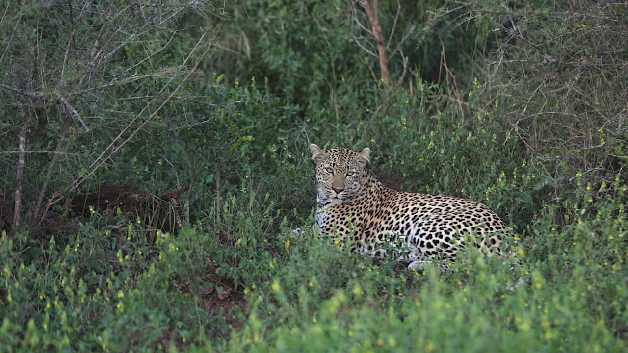 Leopard lying in lush green foliage looks directly at camera, Kruger NP