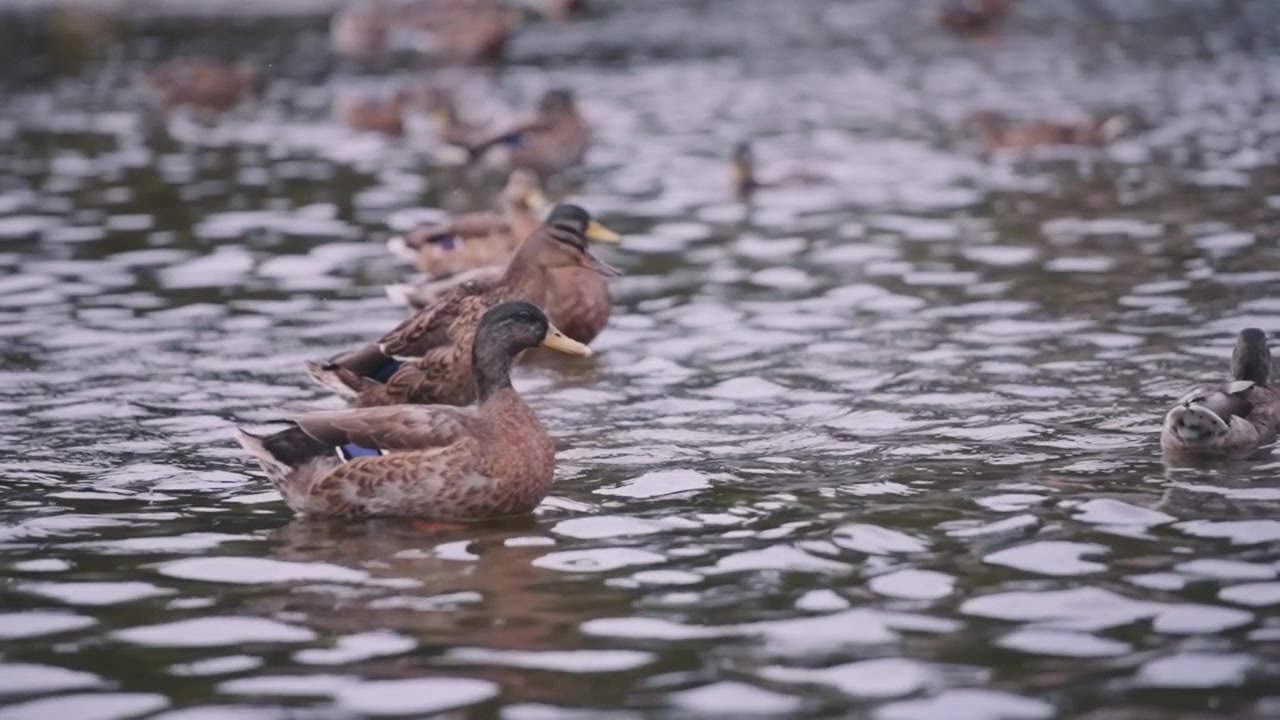 Anatre nel lago durante una pioggia leggera