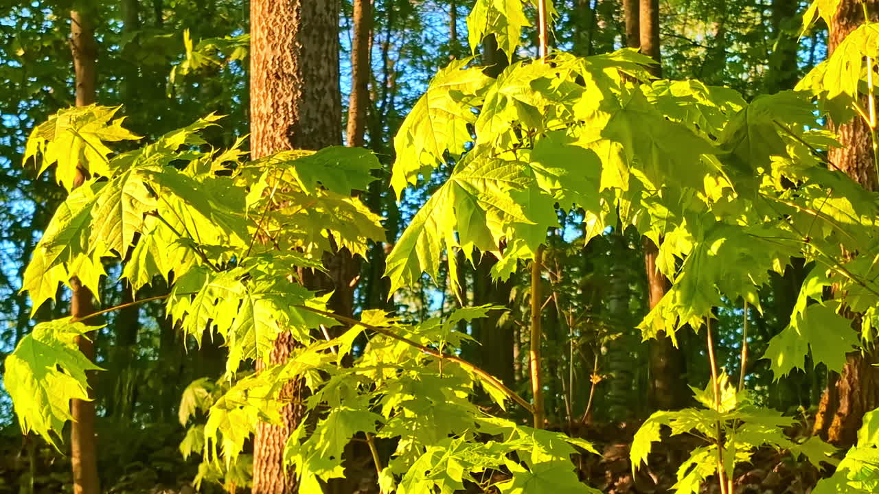 Young Maple Tree Leaves Glowing in Sunlight Inside Dense Forest in Latvia