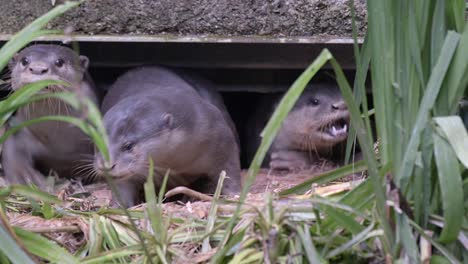 a family of smooth-coated otter coming out of their holt at daytime - close up, slow motion