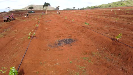 Masai-mann,-Der-Avocado-Pflanzt,-Schaufeln---Afrika-Intelligente-Landwirtschaftstechnologie---Luftdrohnenansicht-Der-Avocadofarm-In-Kenia