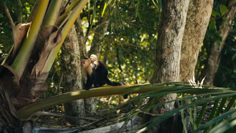 monkeys in the jungle