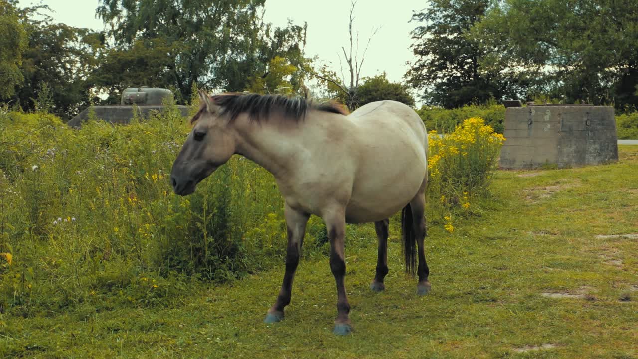 el caballo está comiendo hierba en la naturaleza.