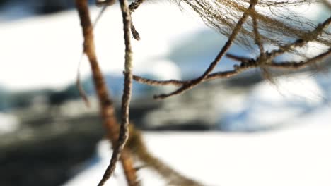 branches gently blowing in the wind while river flowing in the background