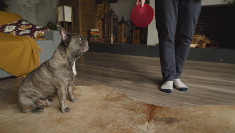 hombre de pie mientras juega con su perro en la sala de estar en casa 3