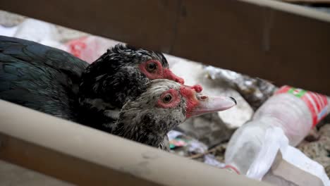 Ducks-drinking-water-in-shelter-during-Israel–Hamas-war,-2023