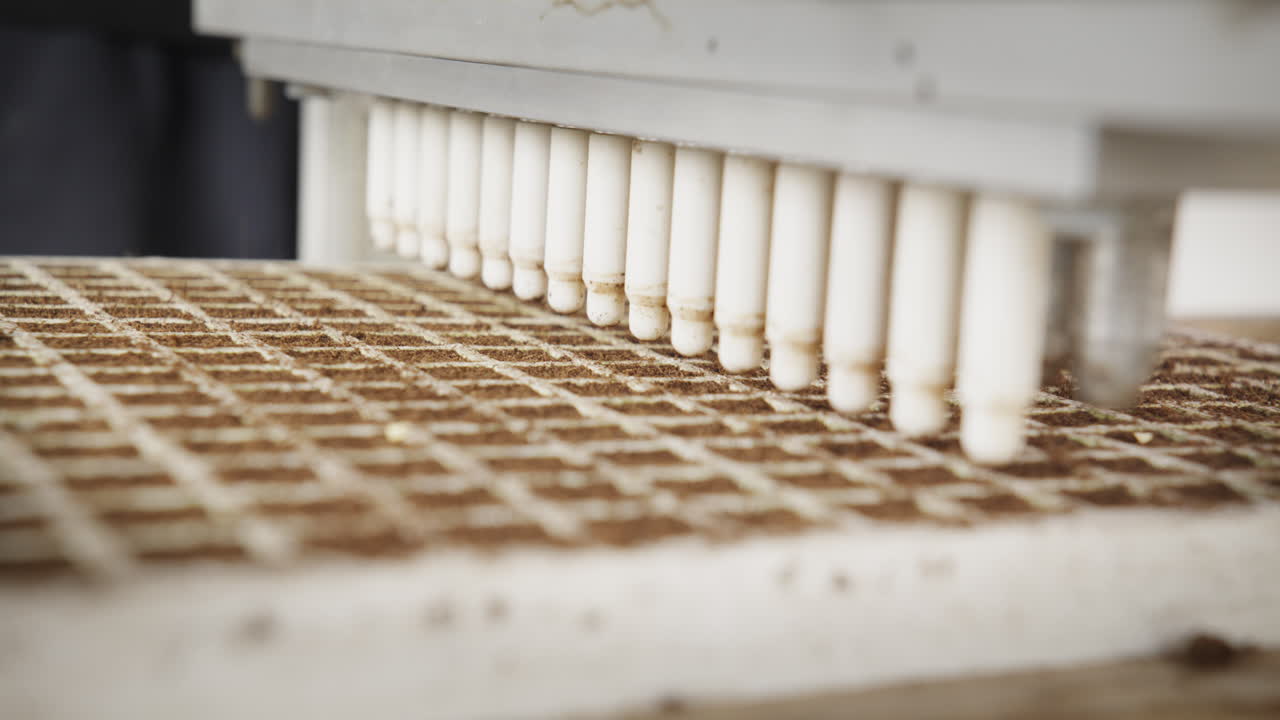 Close-up of automated agricultural equipment forming holes in the soil and planting seeds in seedling trays