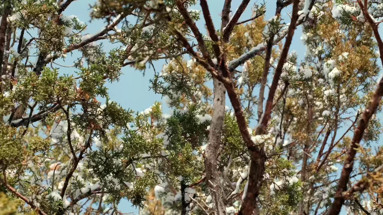Sinematik ağır çekim video, yaprak dökmeyen ardıç dallarından taze kar üfleyen kış rüzgarını yakalıyor. Bu yüksek detaylı çekim görüntüsü, Amerikan Batısı'ndaki doğal bir kış hava olayını gösteriyor