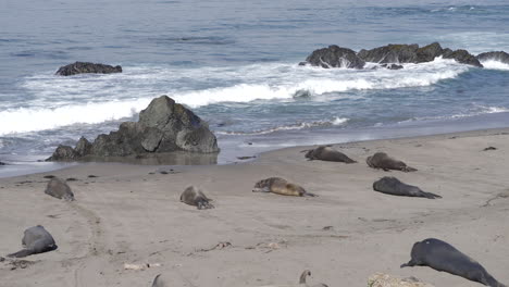 See-Elefantenwelpen,-Die-Sich-In-Der-Kolonie-Piedras-Blancas-Häuten