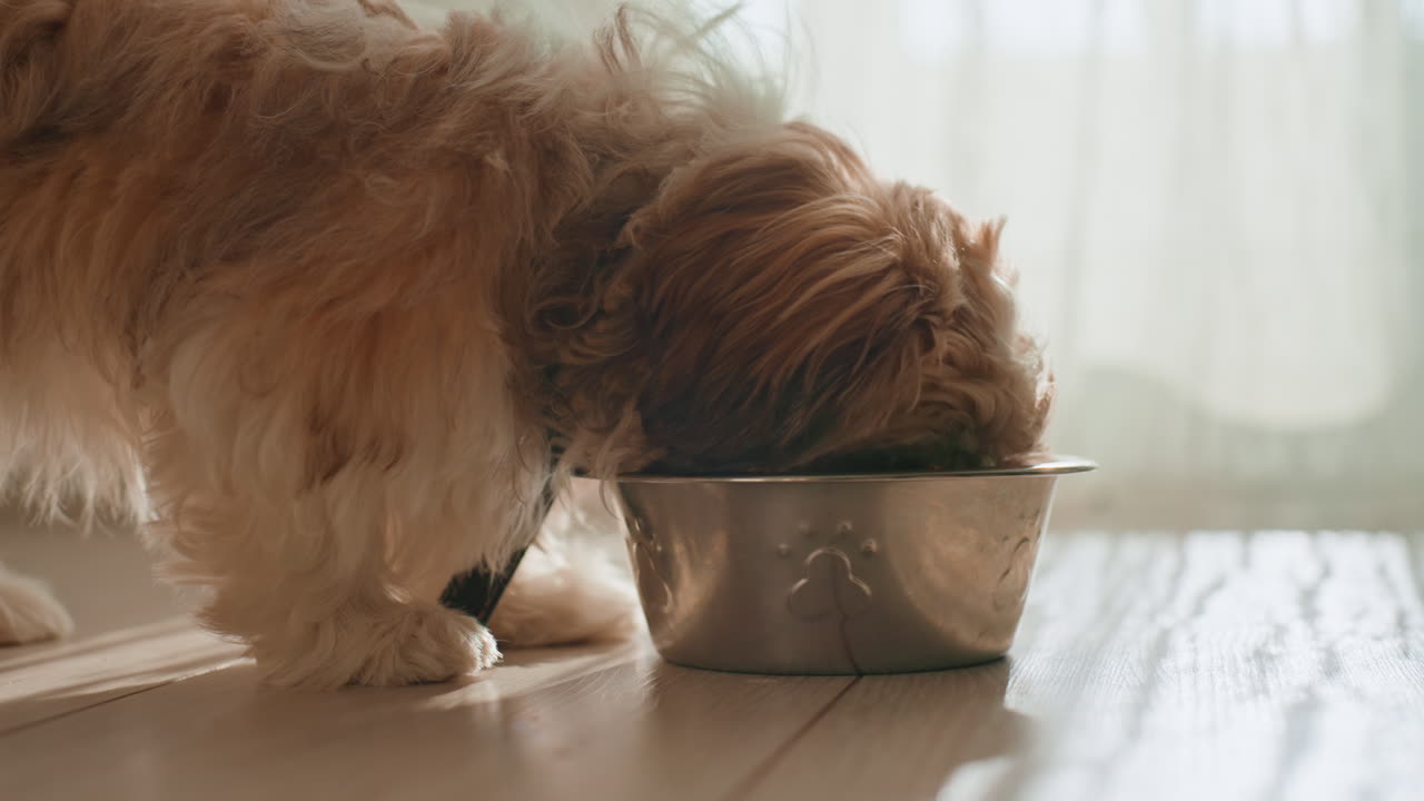 Szene, in der ein Hund sein Frühstück genießt, fokussierte Aufnahme eines Hundes, der sein Frühstück vor einem sonnigen Hintergrund verschlingt, detaillierte Ansicht eines Hundes, der sein Futter aus einem Metallnapf genießt, während das Morgenlicht durch die Vorhänge scheint