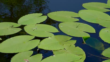 Nahaufnahme-Von-Grünen-Seerosen,-Die-Im-Sommer-Auf-Der-Wasseroberfläche-Schwimmen