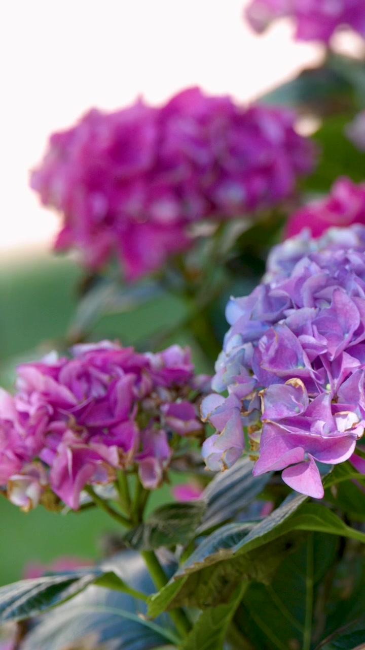 Close-up shot of blooming purple hydrangea macrophylla flowers gently swaying in a sunny garden.