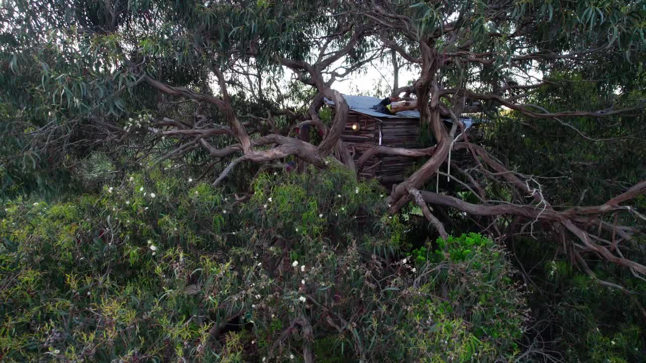 A Wooden House Over Branches Of A Tree With Dense Foliage. Aerial Zoom In Shot