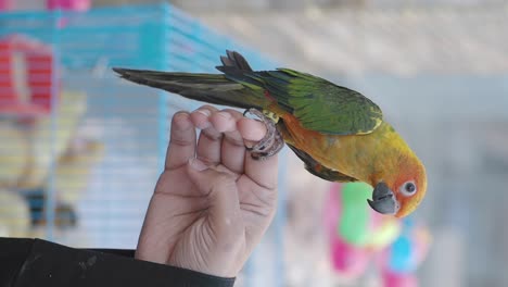 parrot on a finger