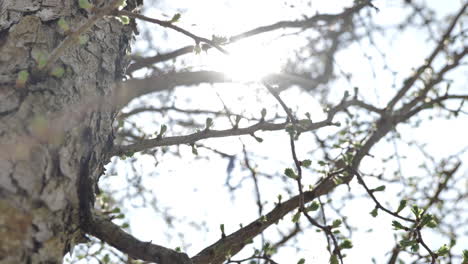 springtime tree branches and new growth