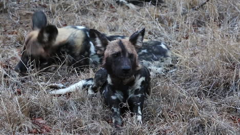 a pair of african wild dogs sit in the grass while one is wearing a tracking collar