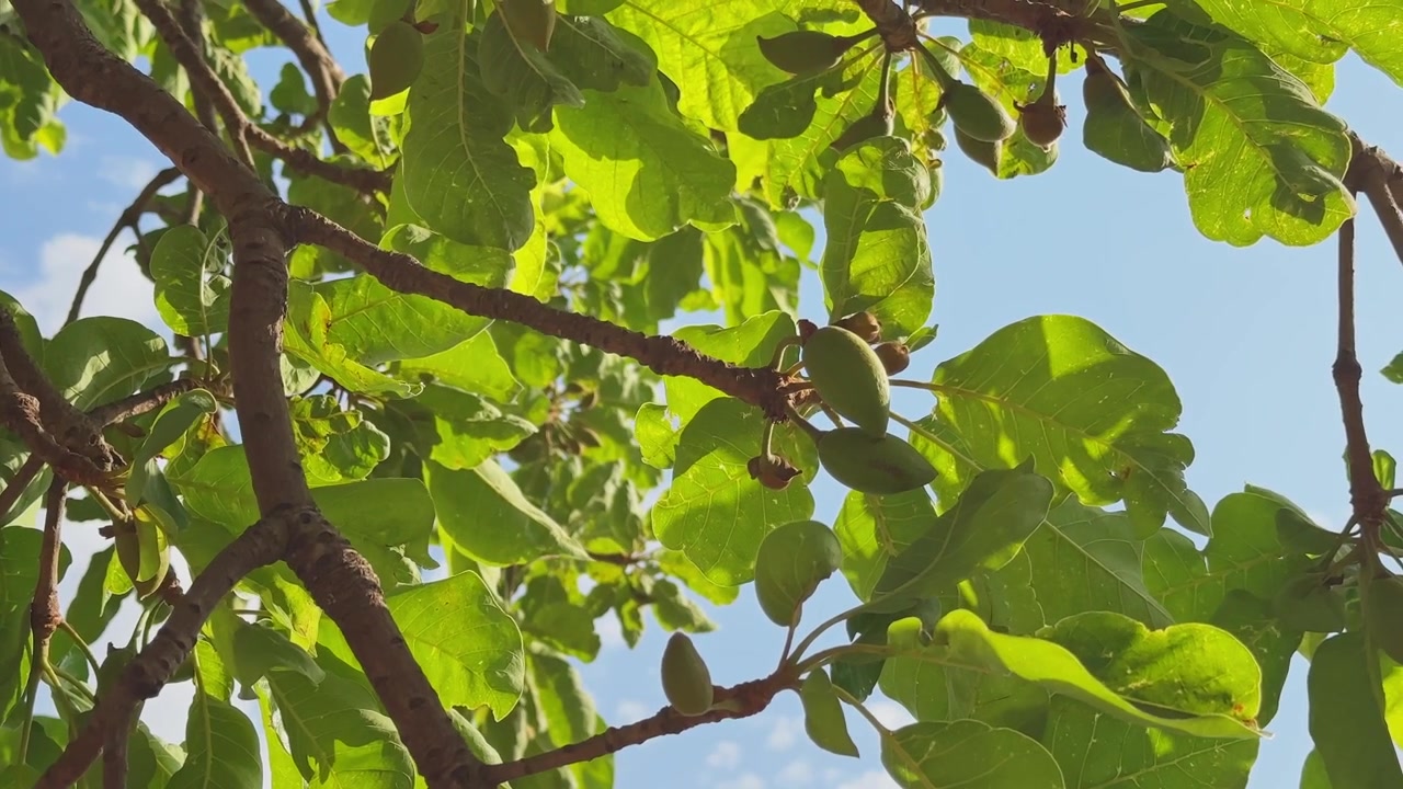 Vista naturale dal basso di rami di albero di mahua con frutti verdi e ampie foglie illuminate dal sole contro un cielo azzurro limpido, creando un'atmosfera tropicale esterna pacifica.