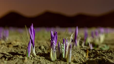 azafrán flor púrpura brota el crecimiento de brotes blancos en la tierra en el lapso de tiempo del cielo nocturno