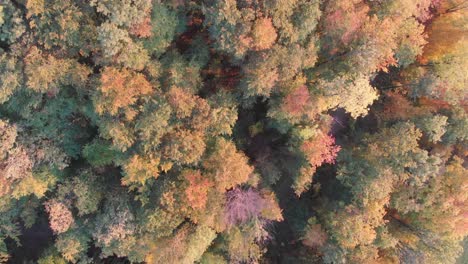 Aerial-view-of-a-forest-in-beautiful-fall-colors