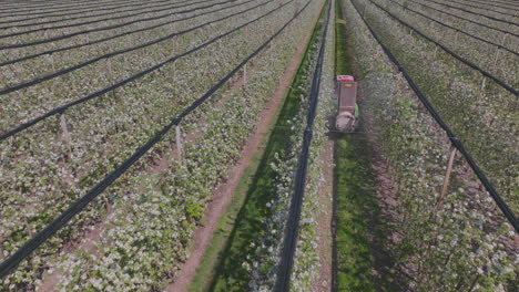 apple orchard spraying