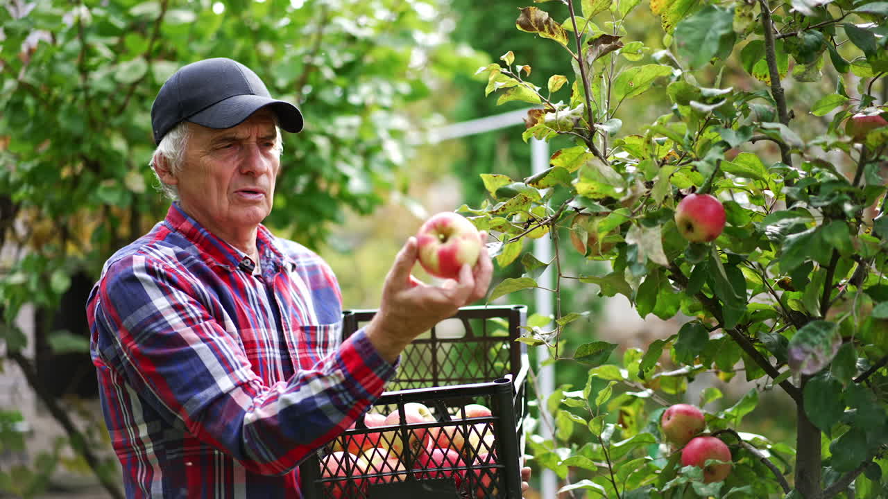 Focused old farmer in black cap holding a plastic box filling it with apples. Man collecting fruit from young low trees in his garden.