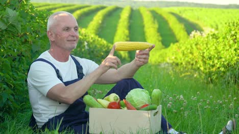 el granjero senior pone en una caja verduras - maíz. cosecha orgánica productos alimenticios agrícolas