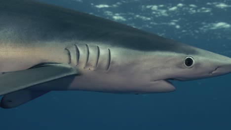 large blue shark close up with light rays and small fish around it in slow motion