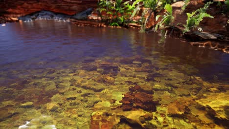 estanque dorado tropical con rocas y plantas verdes