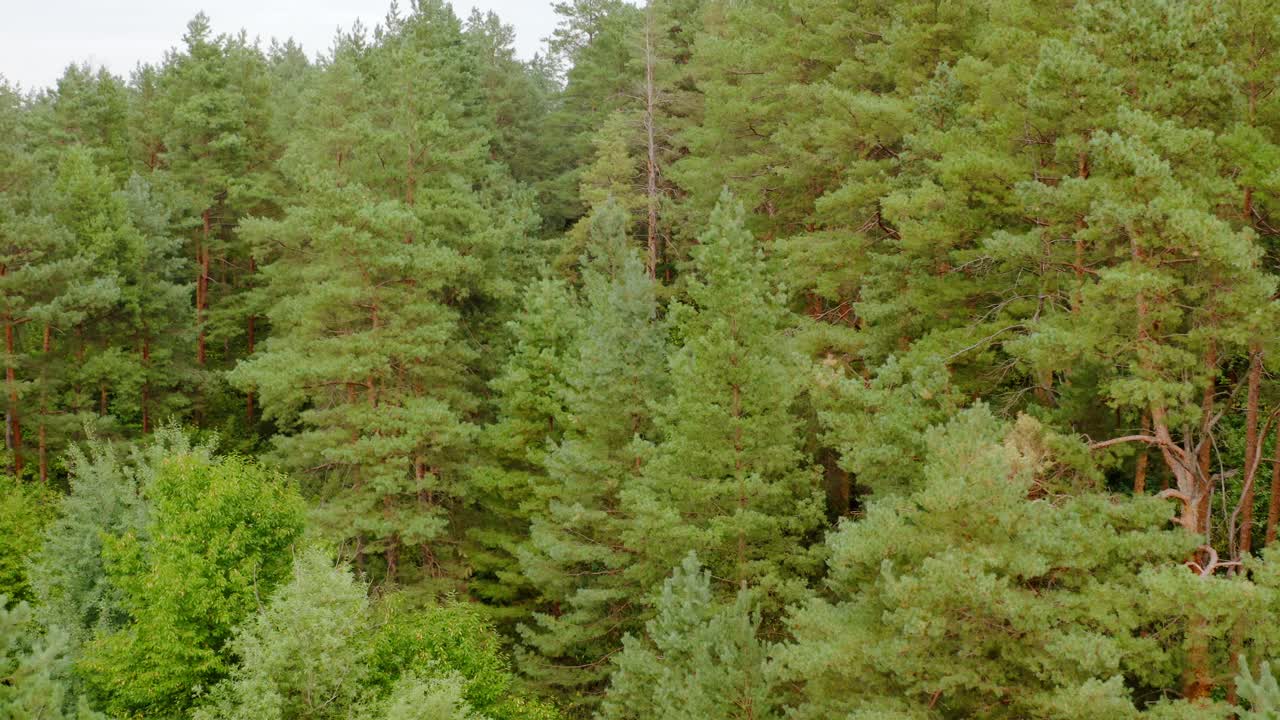 Pine trees in summer forest. Green nature background of a woodland. Flight among coniferous and deciduous trees.
