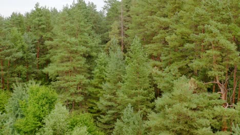 pine trees in summer forest. green nature background of a woodland. flight among coniferous and deciduous trees.