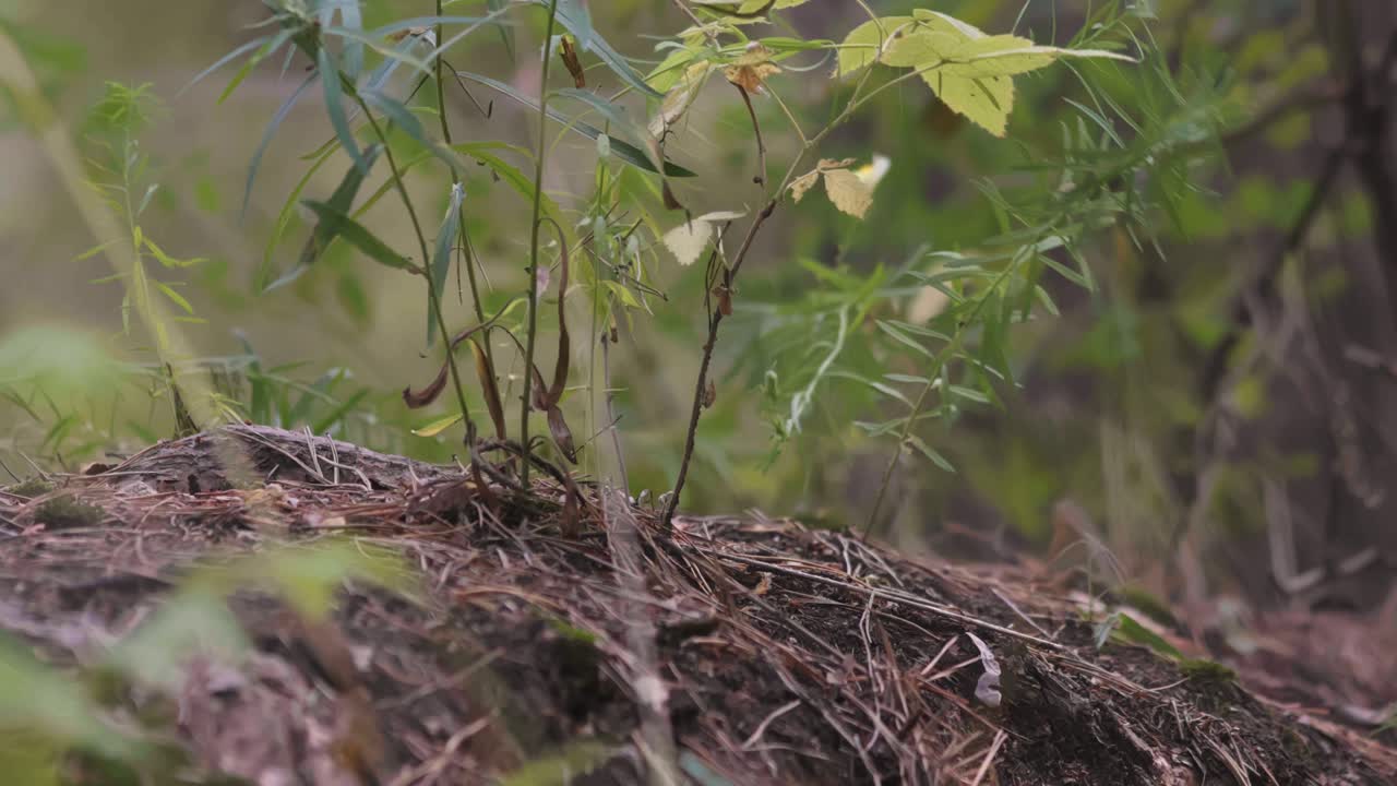Person walking through a forest