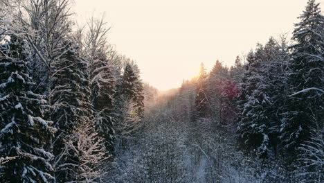 aerial footage of flying between beautiful snowy trees in the middle of wilderness in lapland finland.