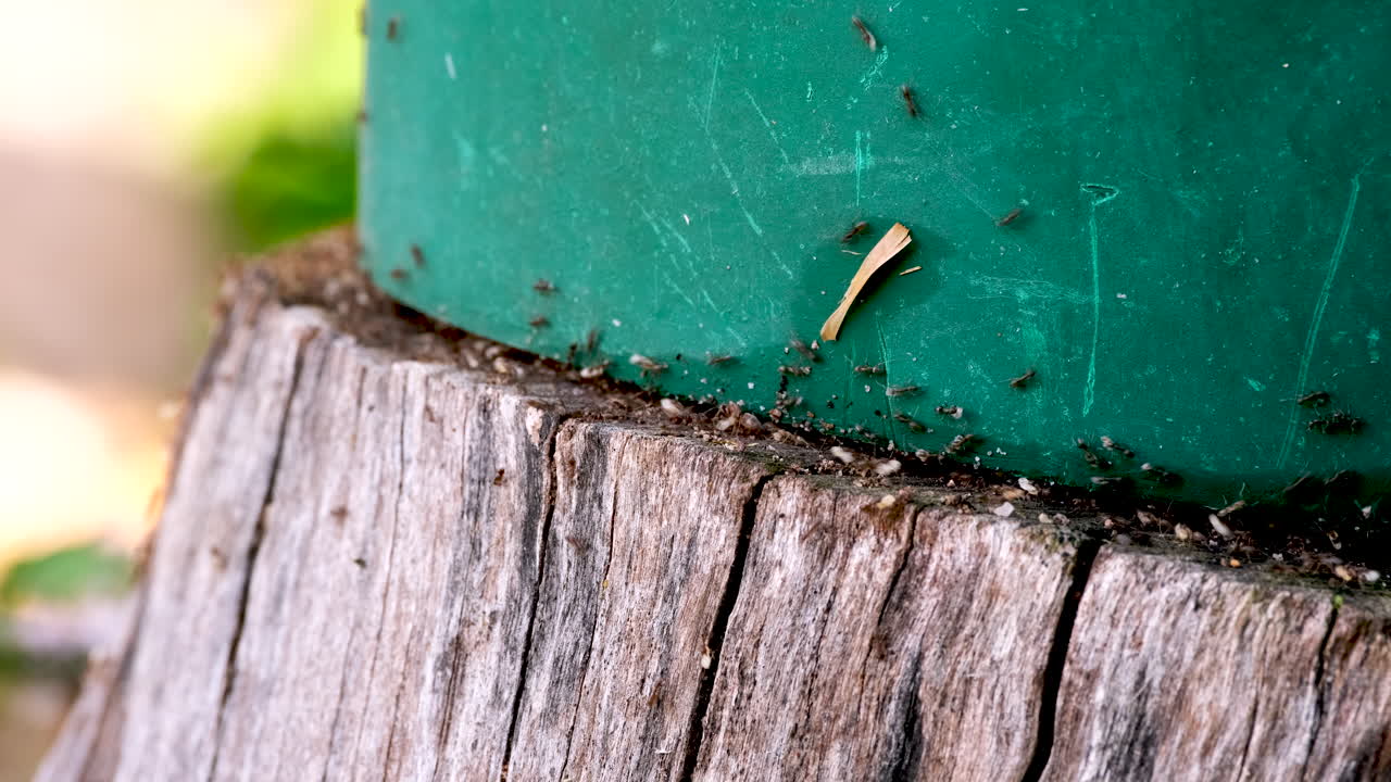 las molestas hormigas de jardín apresuradamente llevan huevos blancos de debajo de la olla verde en el tronco, tele