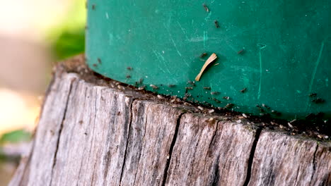 pesky garden ants hurriedly carry white eggs from under green pot on stump, tele