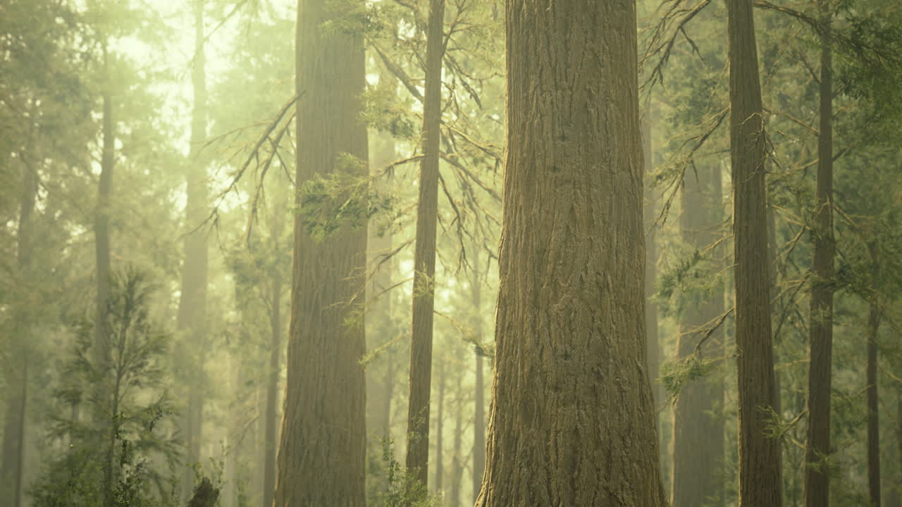Tall trees surround a misty forest during early morning light