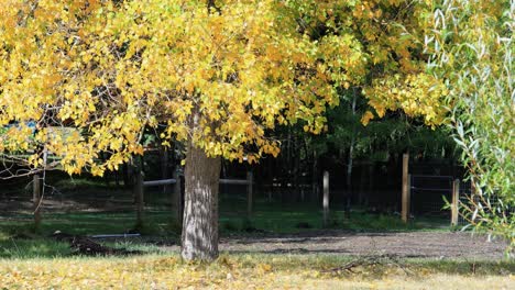 Fall-Colors-in-Montana-Canon-R-K