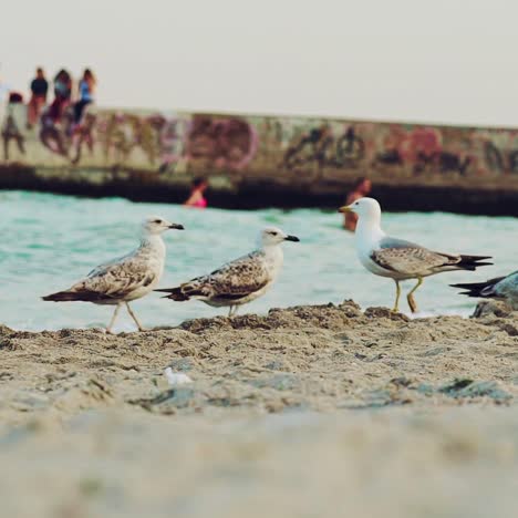 frightened gulls are flying away from the shore because boy is running to birds on the background of the pier. view of sea. slow motion