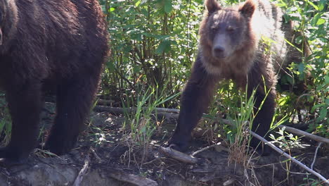 lindo cachorro de oso grizzly peludo está parado con cautela por