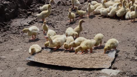 flock of ducklings eating and moving around