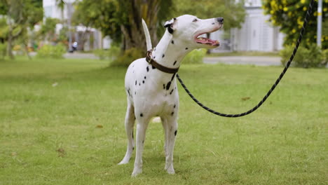 woman training dog