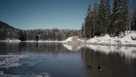 winter's embrace at fusine lake: ducks gracefully traverse the semi-frozen surface, creating a heartwarming scene