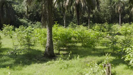 Vista-Aérea-Itinerante-Dentro-De-Una-Plantación-De-Palmeras-En-Malasia-Con-Tiro-De-Gran-Angular