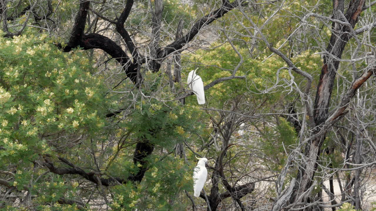dos cacatúas de cresta de azufre posados en un árbol de goma quemado